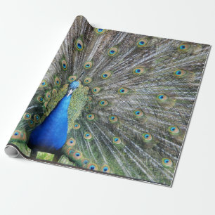 Blue Peacock Full Plumage Wrapping Paper