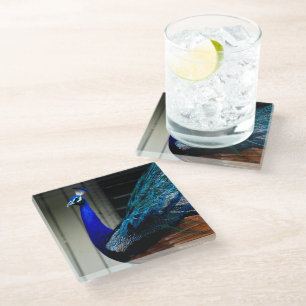 Blue Peacock  Glass Coaster