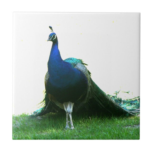 Blue peacock just grass clear sky tile (Front)