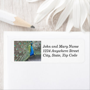 Blue Peacock Plumage Return Address