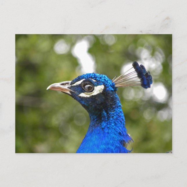 Blue Peacock Portrait postcard (Front)