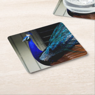 Blue Peacock  Square Paper Coaster