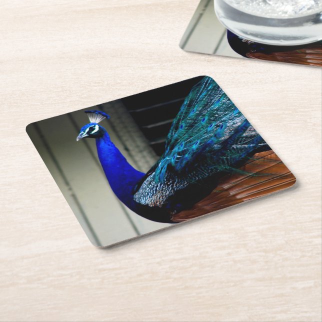 Blue Peacock  Square Paper Coaster (Angled)
