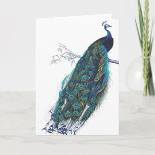Blue Peacock with beautiful tail feathers Card