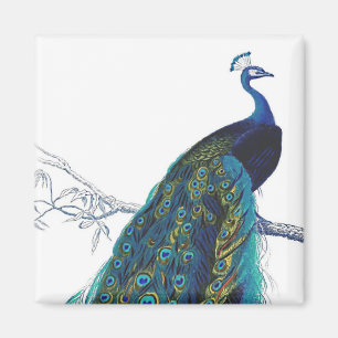 Blue Peacock with beautiful tail feathers Magnet