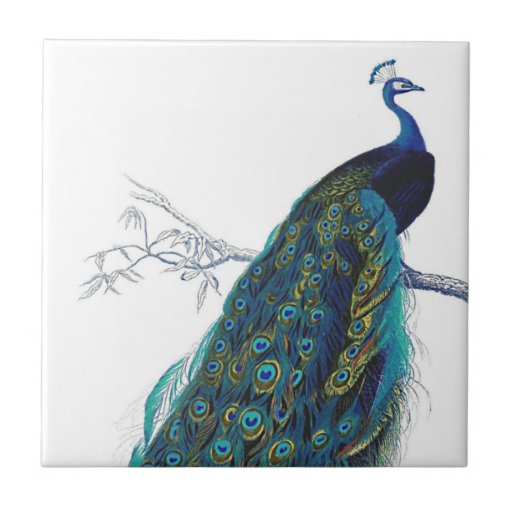 Image of Blue Peacock with beautiful tail feathers Tile