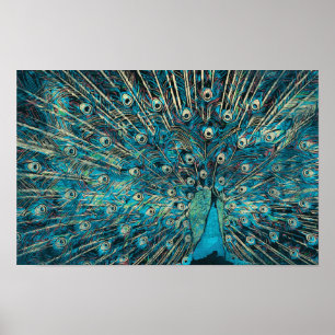 blue peacock with unfold tail poster