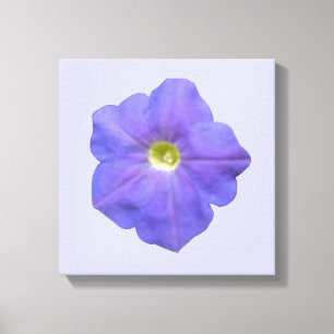 Blue Petunia Canvas Print