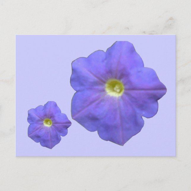 Blue Petunias Postcard (Front)