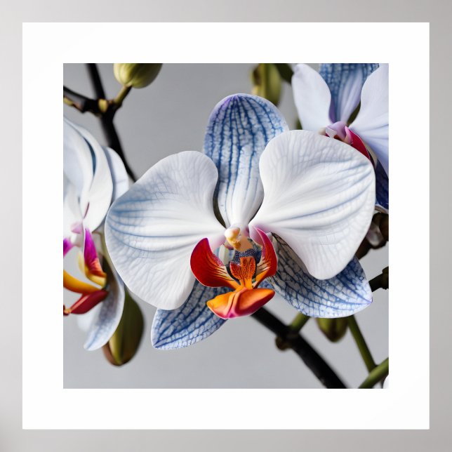 Blue Phalaenopsis Orchids Art Prints (Front)