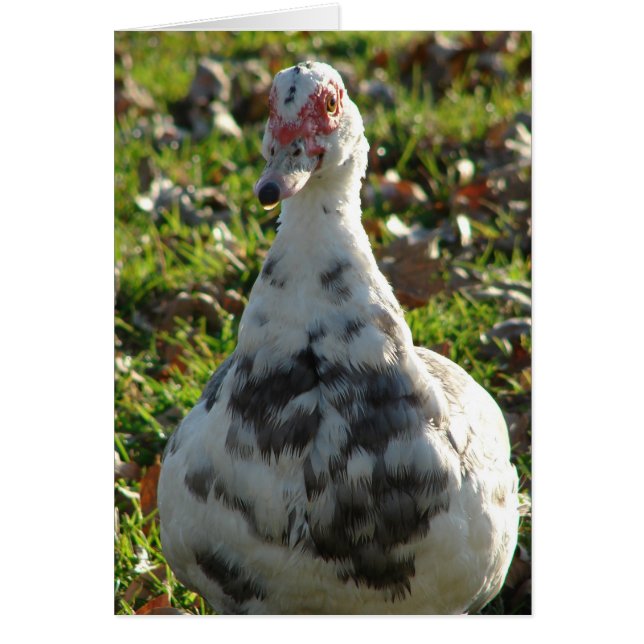 Blue Pied Muscovy Hen (Front)
