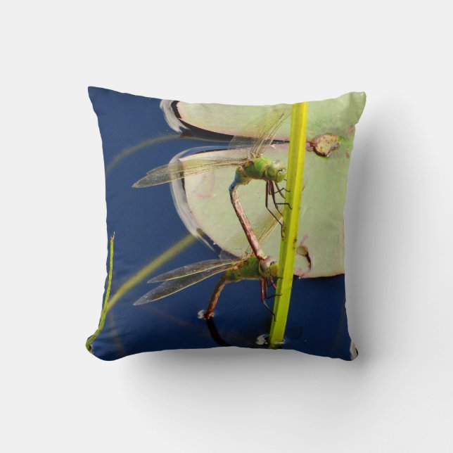 blue Pillow dragonfly, green eyes (Front)