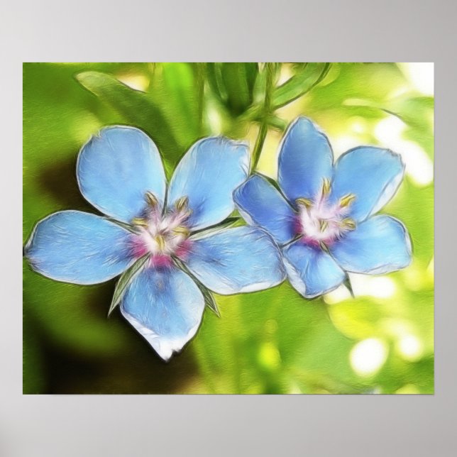 Blue Pimpernel (Anagallis monelli) Flowers Poster (Front)