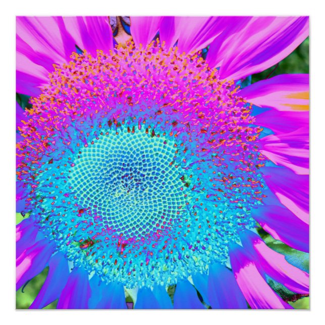 Blue pink funky floral retro sunflower photo poster (Front)