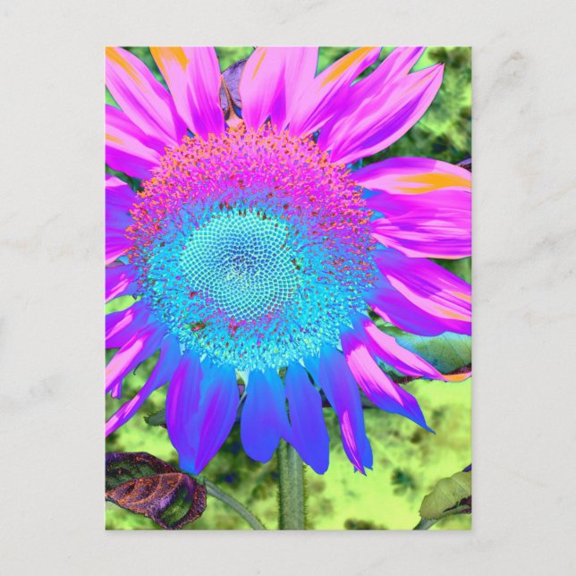 Blue pink funky retro sunflower photo postcard (Front)
