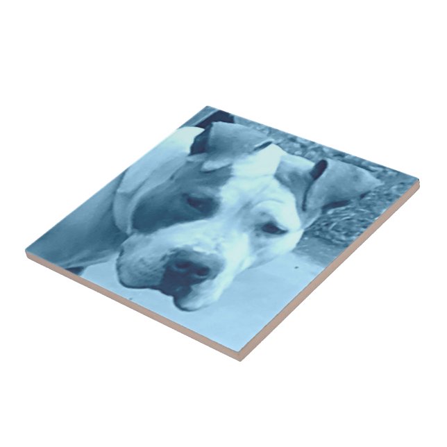 Blue Pit Bull Photo Tile (Side)