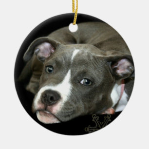 Blue pitbull puppy ornament