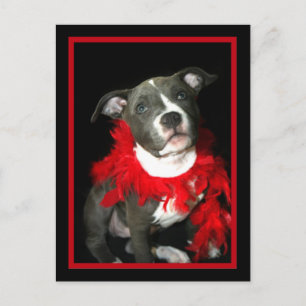 Blue Pitbull Puppy Postcard