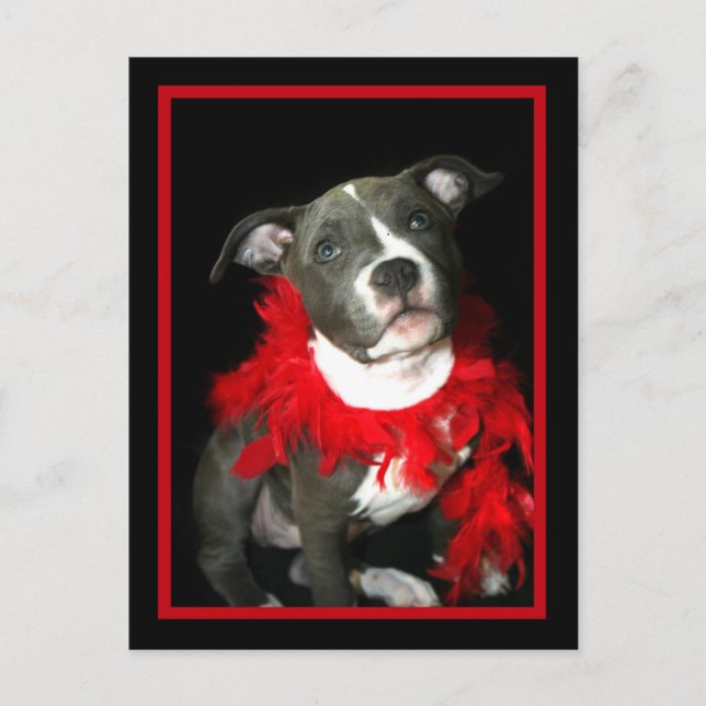 Blue Pitbull Puppy Postcard (Front)