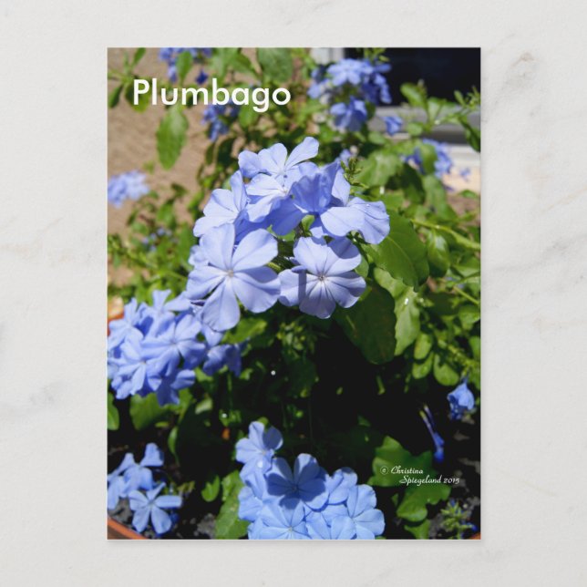 Blue Plumbago Flowers Postcard (Front)