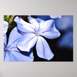Blue Plumbago on Canvas Poster