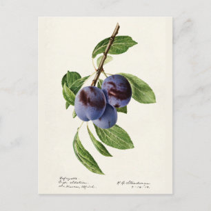 Blue Plums (Prunus Domestica) Fruit Painting Postcard