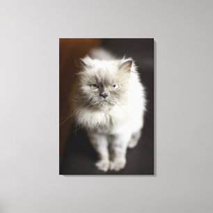 Blue Point Himalayan Cat looking irritated Canvas Print