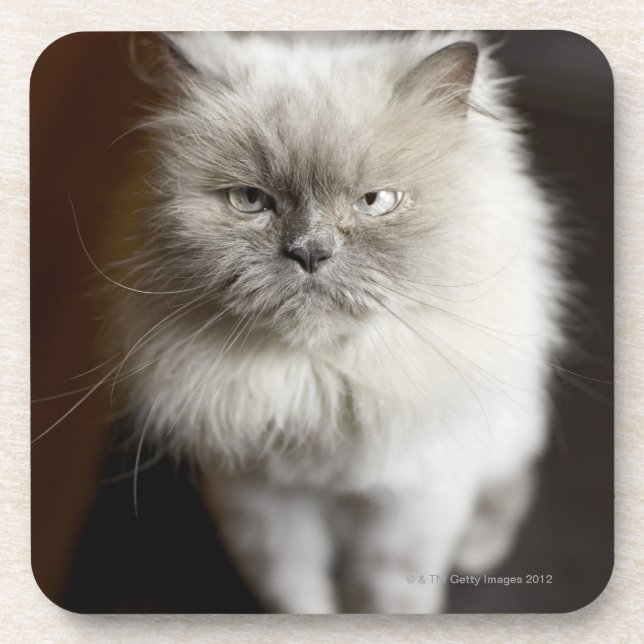 Blue Point Himalayan Cat looking irritated Coaster (Front)
