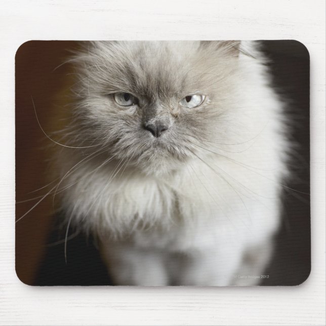 Blue Point Himalayan Cat looking irritated Mouse Mat (Front)