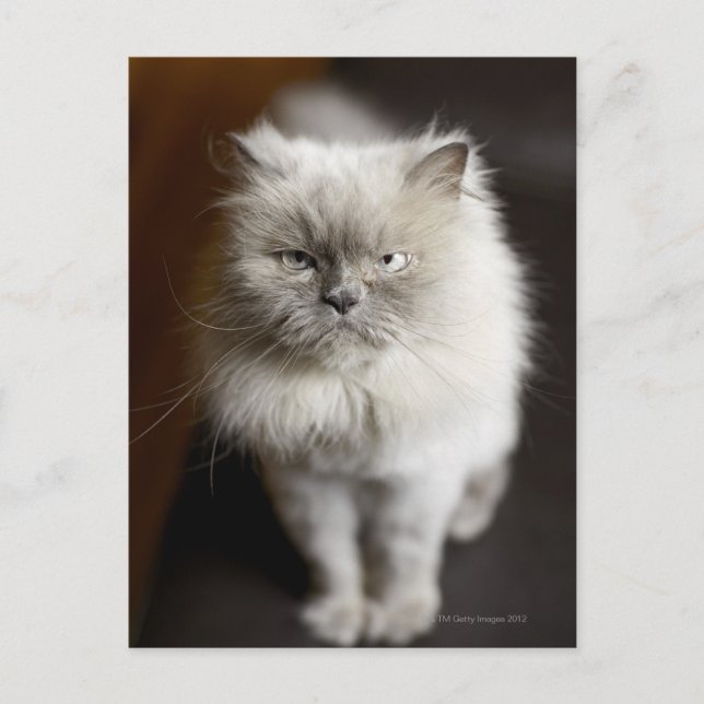Blue Point Himalayan Cat looking irritated Postcard (Front)