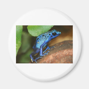 blue poison arrow frog magnet