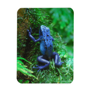 Blue Poison Arrow Frog Magnet