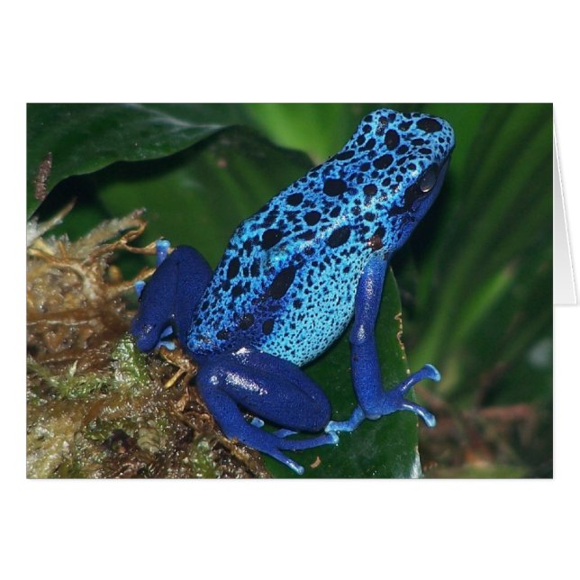 Blue Poison Arrow Frog Portrait (Front Horizontal)