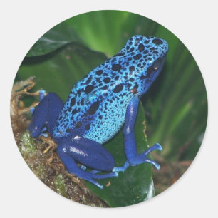 Blue Poison Arrow Frog Portrait Classic Round Sticker