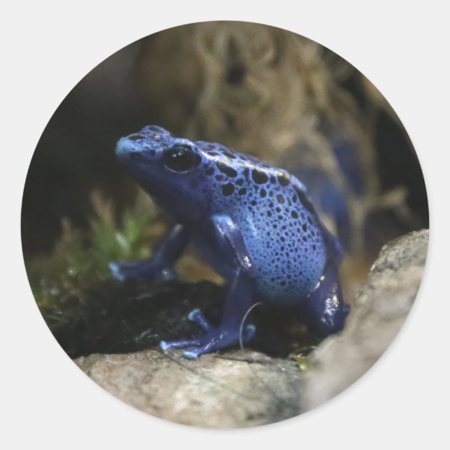 Blue Poison Arrow Frog Tarot Card Deck Classic Round Sticker (Front)