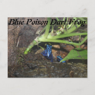 Blue Poison Dart Frog # 2 Postcard