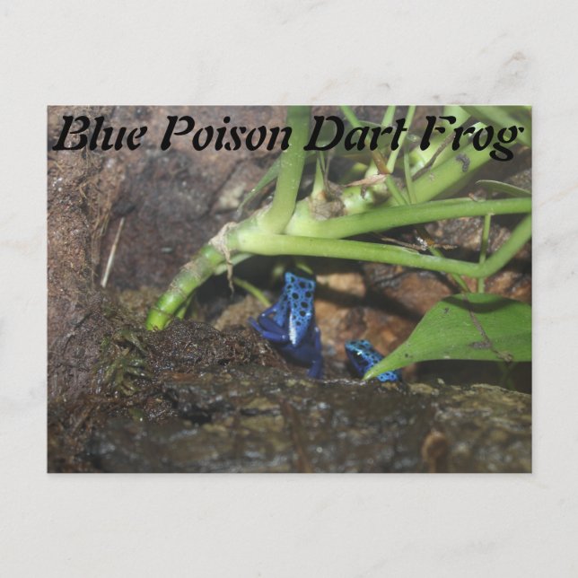 Blue Poison Dart Frog # 2 Postcard (Front)