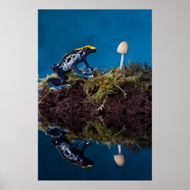 Blue poison dart frog and mushroom poster (Front)