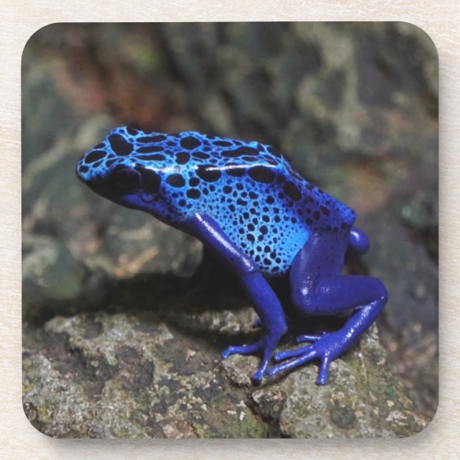 Blue Poison Dart Frog, Bright Blue Frog Coaster (Front)