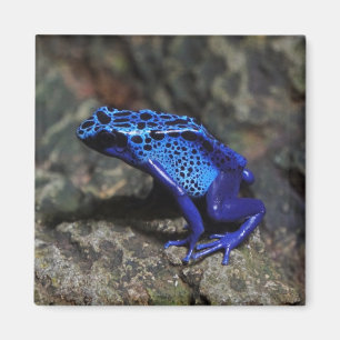 Blue Poison Dart Frog, Bright Blue Frog Magnet