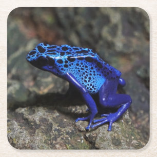 Blue Poison Dart Frog, Bright Blue Frog Square Paper Coaster