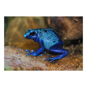 Blue Poison Dart Frog Dendrobates Azureus Photo Print