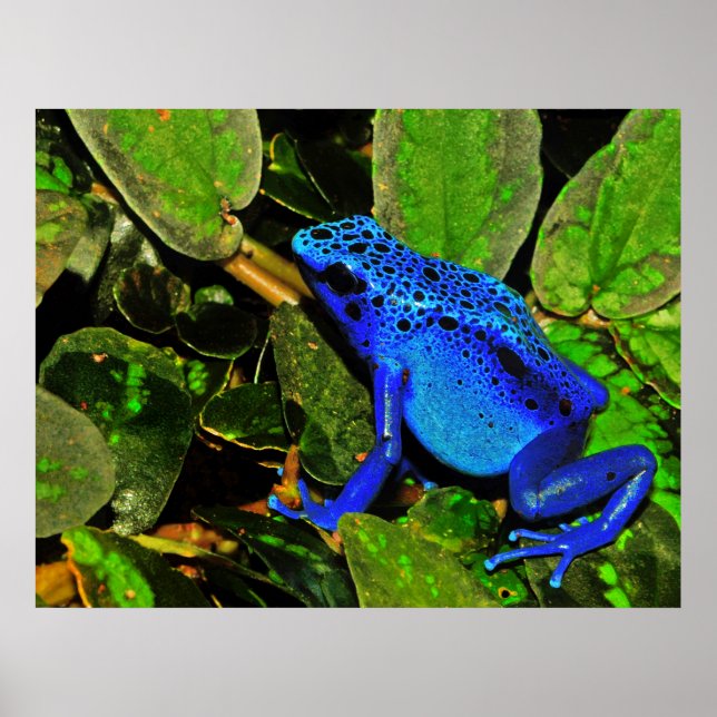 Blue Poison Dart Frog Dendrobates azureus Poster (Front)