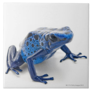 Blue Poison Dart Frog (Dendrobates Tinctorius) Tile