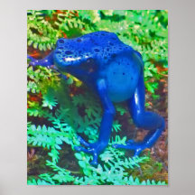 Blue Poison Dart Frog Poster