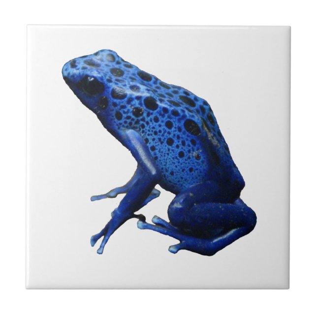 Blue Poison Dart Frog Tile (Front)