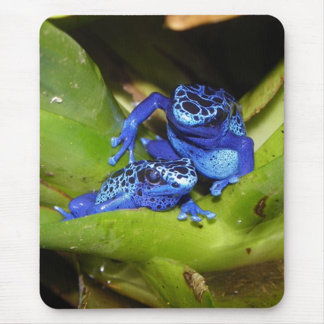 Blue Poison Dart Frogs In Leaf 1 Mouse Mat (Front)