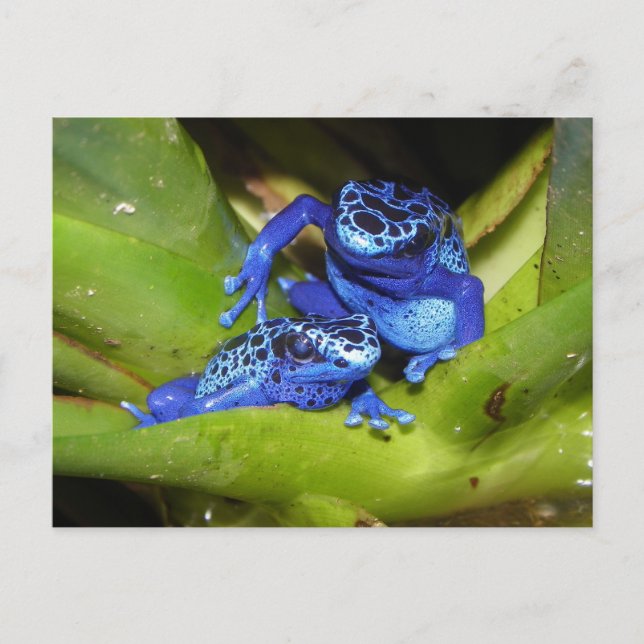 Blue Poison Dart Frogs In Leaf 1 Postcard (Front)