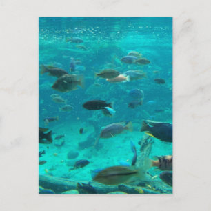 Blue pool of cichlids swimming around design postcard
