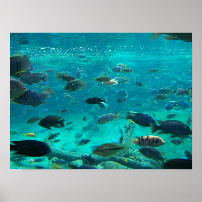 Blue pool of cichlids swimming around design poster (Front)
